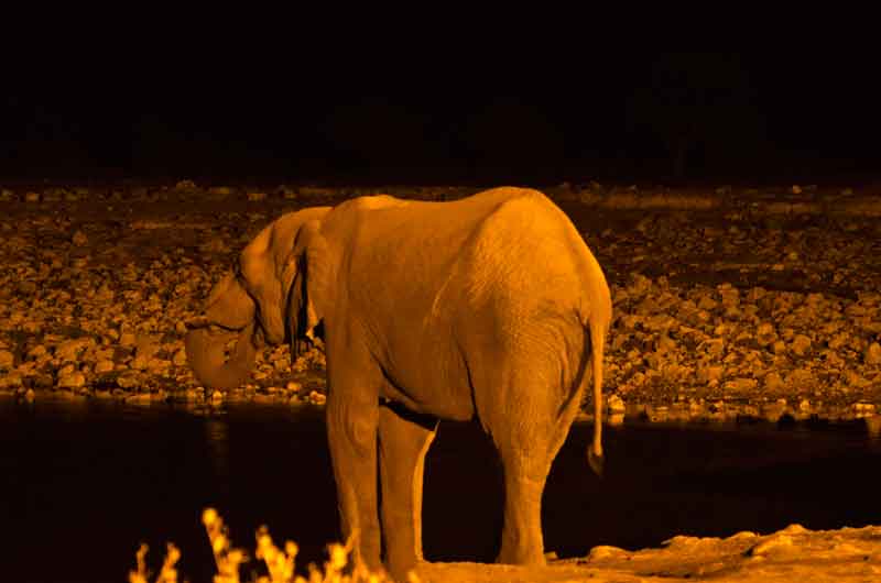 85 - Namibia - elefante - imagen nocturna - Okaukuejo - parque nacional de Etosha